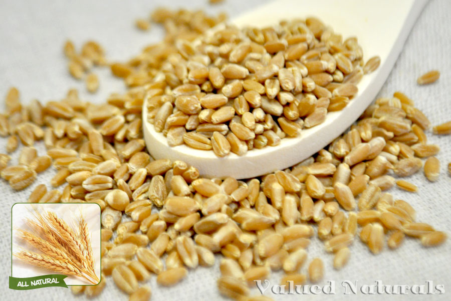 Wholesale Wheat Berries Made From The Special Hard Red Springs.
