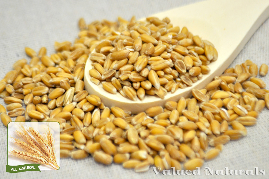 Wholesale Farro is a grain also called Spelt Berries.
