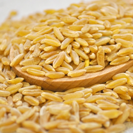 Picture of Kamut - Durum Wheat Kernel